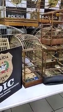 Pássaros apreendidos pela Polícia Civil em Joinville