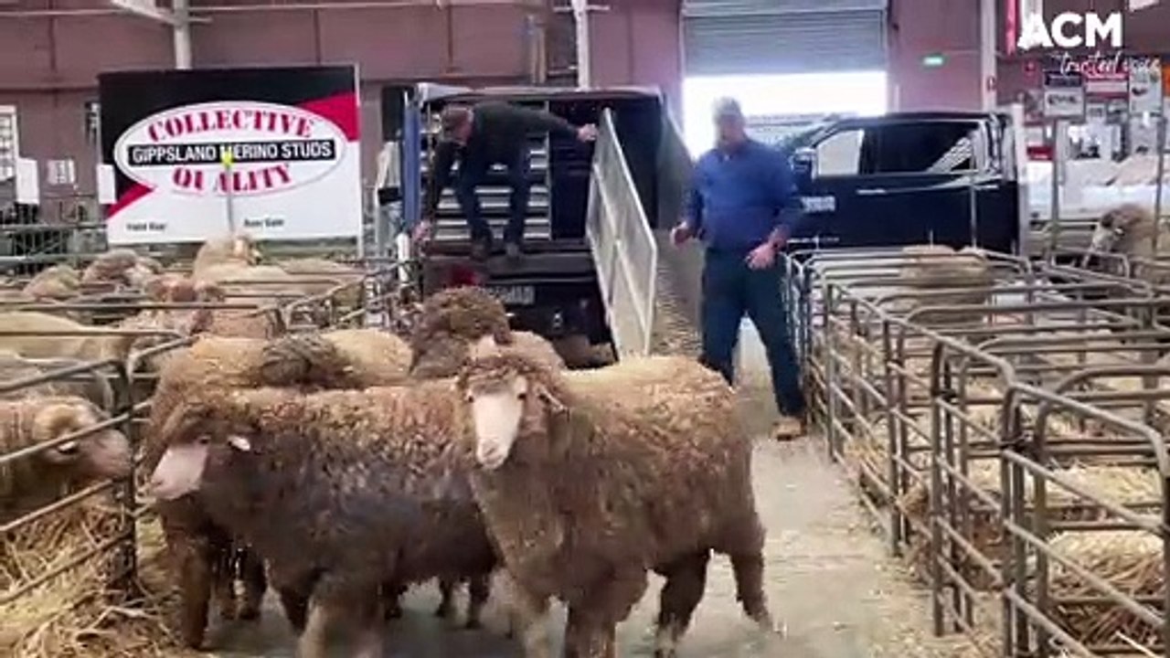 A sneak peak at the Australian Sheep and Wool S...