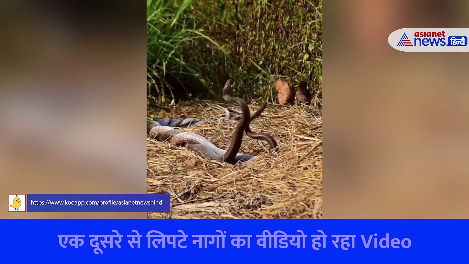 सावन में परवान चढ़ा नाग-नागिन का Love, हवा में फन फैलाए एक दूसरे से लिपटे हुए दिखाई दिए... देखें रोमांचक Video