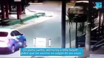 Un puma suelto, aterroriza a Villa Gesell, piden que los vecinos no salgan de sus casas