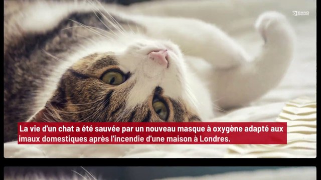 Un masque à oxygène adapté aux animaux sauve la vie d'un chat d'un incendie !