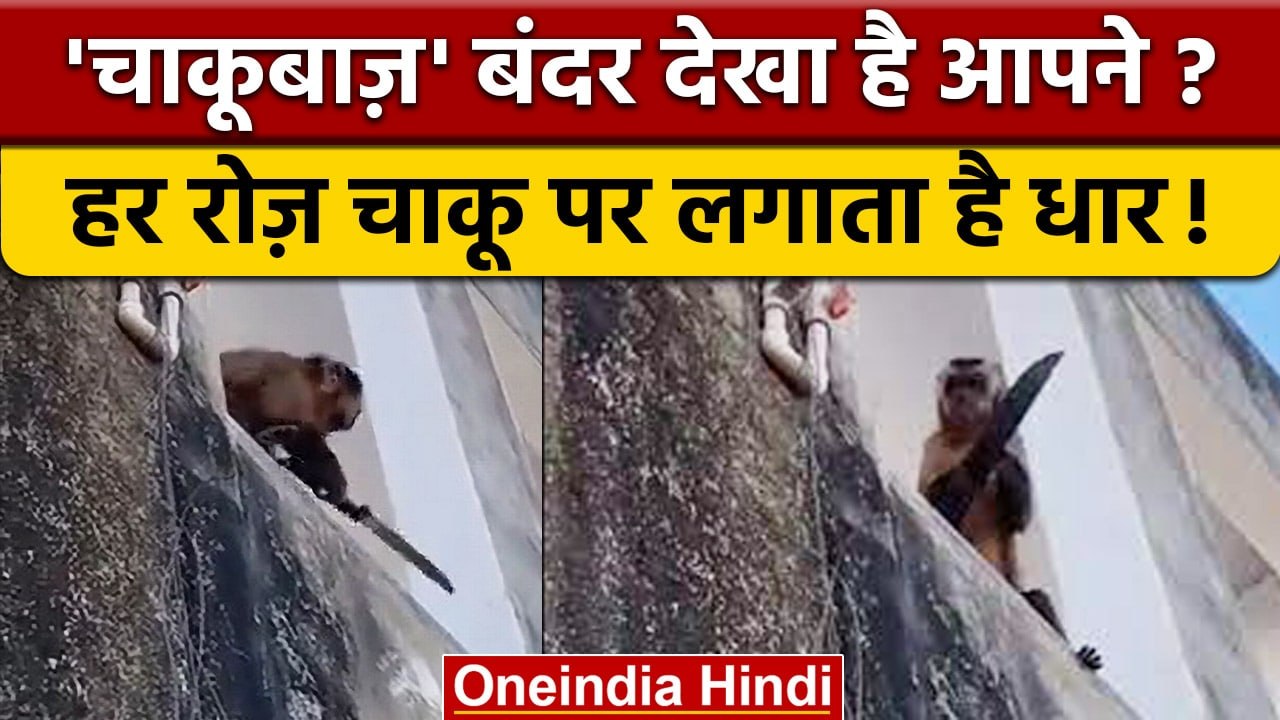 Monkey एक हफ्ते से Knife लेकर घूम रहा Road पर, रोज लगाता धार, जानें मामला | वनइंडिया हिंदी | *News