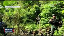 TNI Temukan Ladang Ganja Seluas Lima Hektar Di Perbatasan RI-PNG