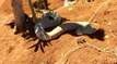 Aşırı sıcak yüzünden topraktan fırlayan zehirli engerek yılanına su içirdi