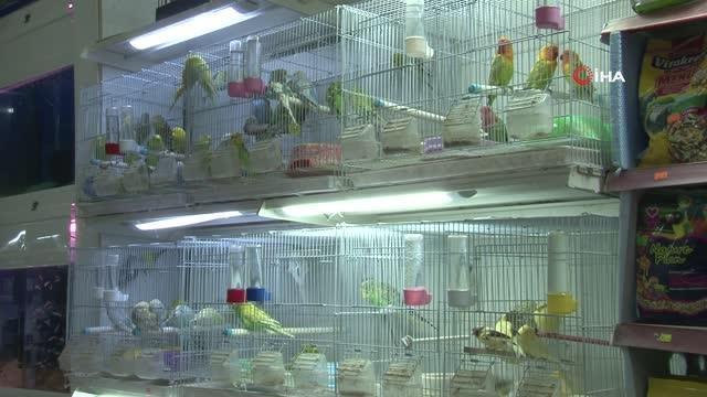 Vitrinde kedi ve köpek satış yasağı başladı