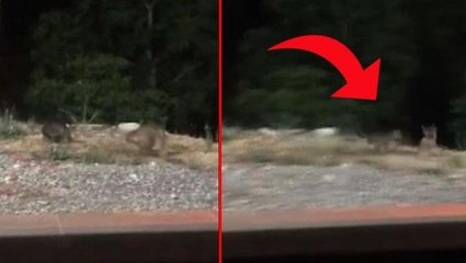 Aşına ortak olmak isteyen tilkiyi kabul etmeyen kedi kaplan kesildi