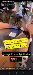 تكلفة علاج قط هند القحطاني تصدم الجمهور