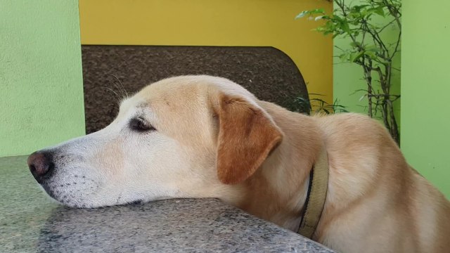 Do you think your dog sleeps a lot? Here’s how much sleep your dog needs
