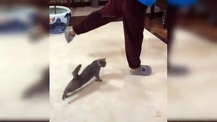 Baby cats - Cute and funny cad videos compilation - Ass Animals #2