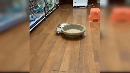 Baby cats - Cute and funny cad videos compilation - Ass Animals #3