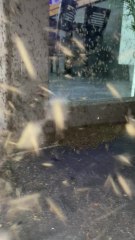 Les moustiques ont envahi Ensival