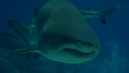 Florida county stands out as shark attack capital of the world