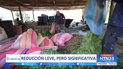 Cultivos de coca en Colombia se redujeron en un 4.5%: Casa Blanca