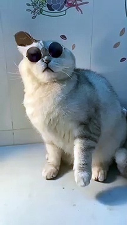 OMG Funny cat 