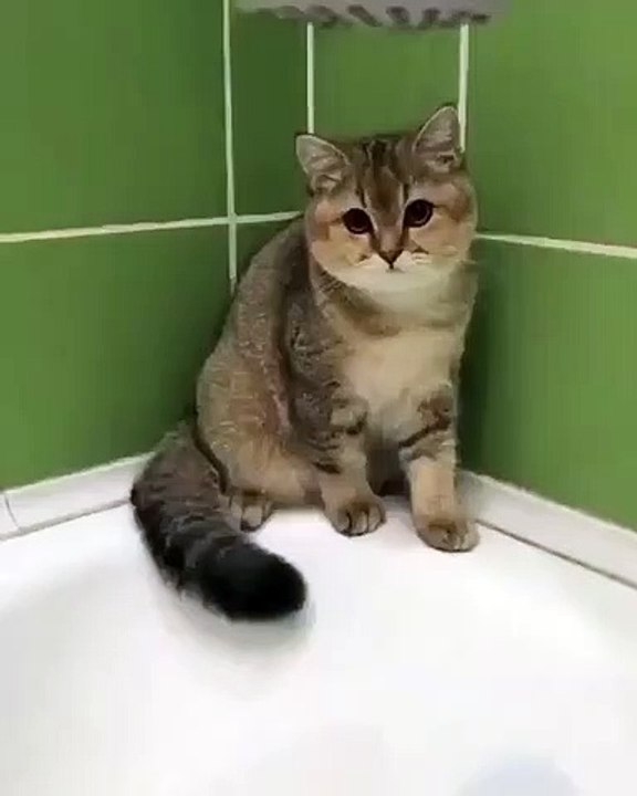 OMG Funny cat 