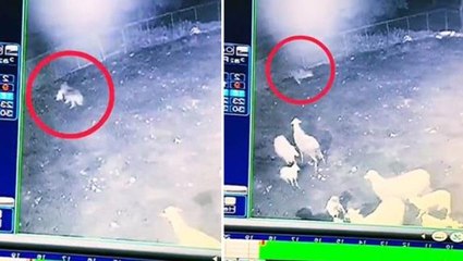 Çitlerden fırlayıp ağıla dalan kurt, koyun sürüsünün içinden koca kuzuyu alıp gitti