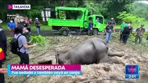 Así fueron rescatados dos elefantes que cayeron a una zanja