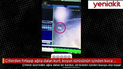 Kurt kuzuyu alıp kayıplara karıştı