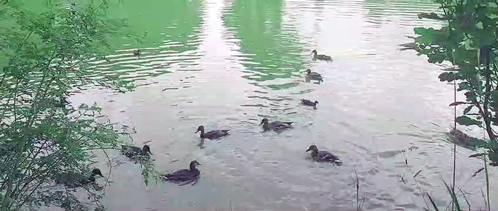 الطبيعة