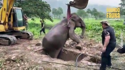 El milagroso rescate de dos elefantes que cayeron a una profunda zanja en Tailandia