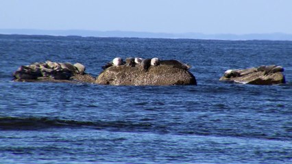 H5N1 : Le virus s’étant aux phoques