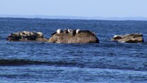 H5N1 : Le virus s’étant aux phoques