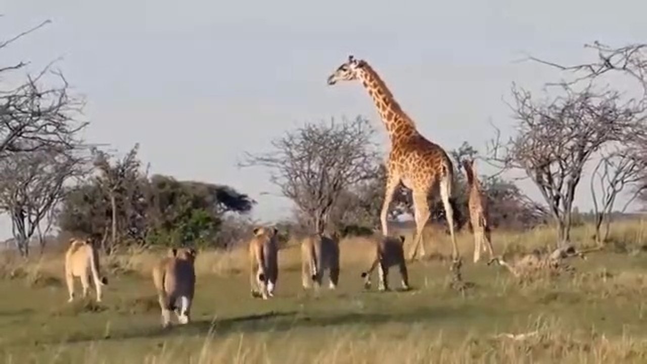 oh my god...i get bitter results for daring to attack gorilla's baby