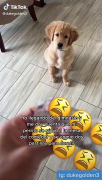 Perrito come pastillas para dormir y la reacción asusta a su dueña