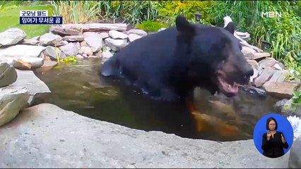 [굿모닝월드] 잉어가 무서운 곰