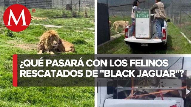 Continua el traslado a zoológicos de felinos del santuario Black Jaguar- Black Tiger