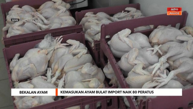 Bekalan Ayam | Kemasukan ayam bulat import naik 80 peratus