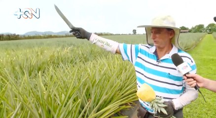 qn-cultivo-piña-140722