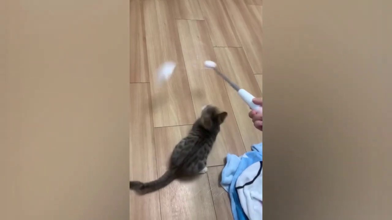 Funny animals fun moments 2022