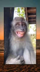 Viral Video Lucu Banget