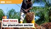 Temporary freeze on Indonesian workers bad news for plantation sector