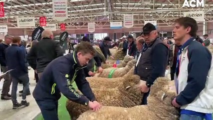 下载视频: AUSTRALIAN SHEEP AND WOOL SHOW DAY 1 JUDGING | JULY 15, 2022 | BENDIGO ADVERTISER