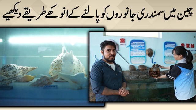 Cheen mein samundri janwaro ko palnay k anokhay tareeqay dekhiye