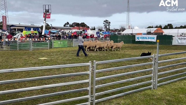 AUSTRALIAN SHEEP AND WOOL SHOW YARD DOG TRIAL | JULY 15, 2022 | BENDIGO ADVERTISER