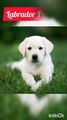 Labrador Puppy I Labrador Dog I Labrador I Labrant Family #shorts #animals #labrador #dog
