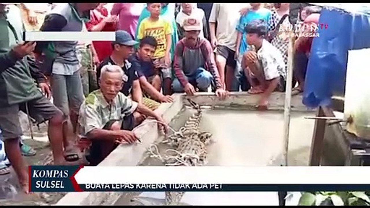 Warga Tangkap Buaya Sepanjang Dua Meter Di Saluran Irigasi