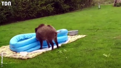Un sanglier se baigne dans une piscine gonflable !