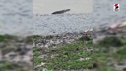 સુરતના તાપી નદી કિનારે મગર દેખાતા ફફડાટ વ્યાપ્યો