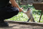 Antalya'da 40 dereceyi bulan sıcakta, maymunlar buzlu kokteyllerle besleniyor