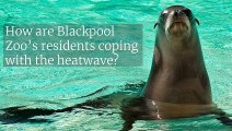 NOT feeling hot hot hot - zoo animals cool off during heatwave