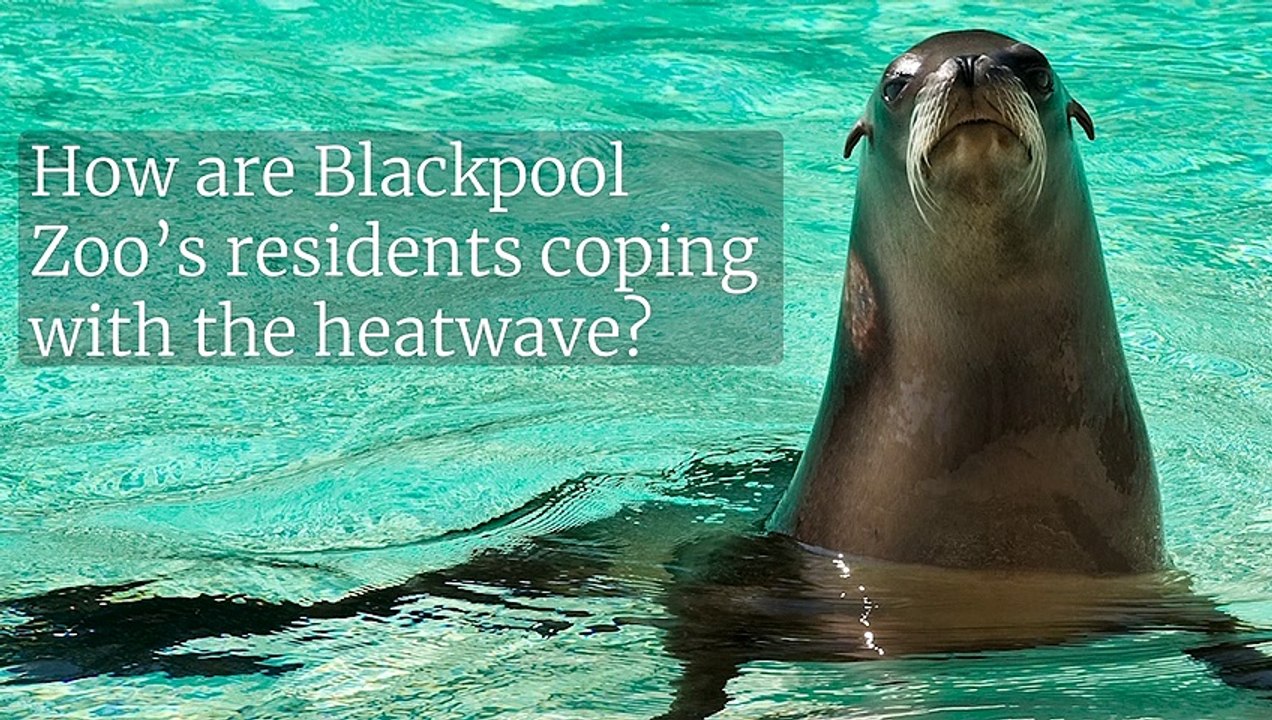 NOT feeling hot hot hot - zoo animals cool off during heatwave