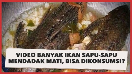 Beredar Video Banyak Ikan Sapu-sapu Mendadak Mati, Apakah Bisa Dikonsumsi?
