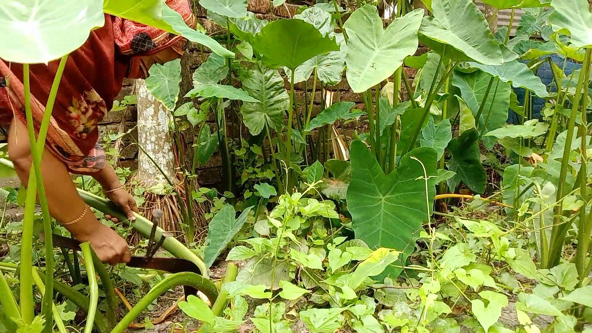 Villege Food || Pure Supplement