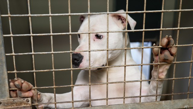 Les refuges de la SPA saturés : « J'ai une dizaine de demandes d’abandons par jour »