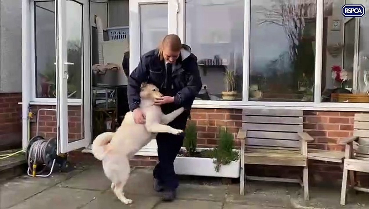 RSPCA inspector who rescued ‘walking skeleton dog’ is reunited with grateful pet in new home
