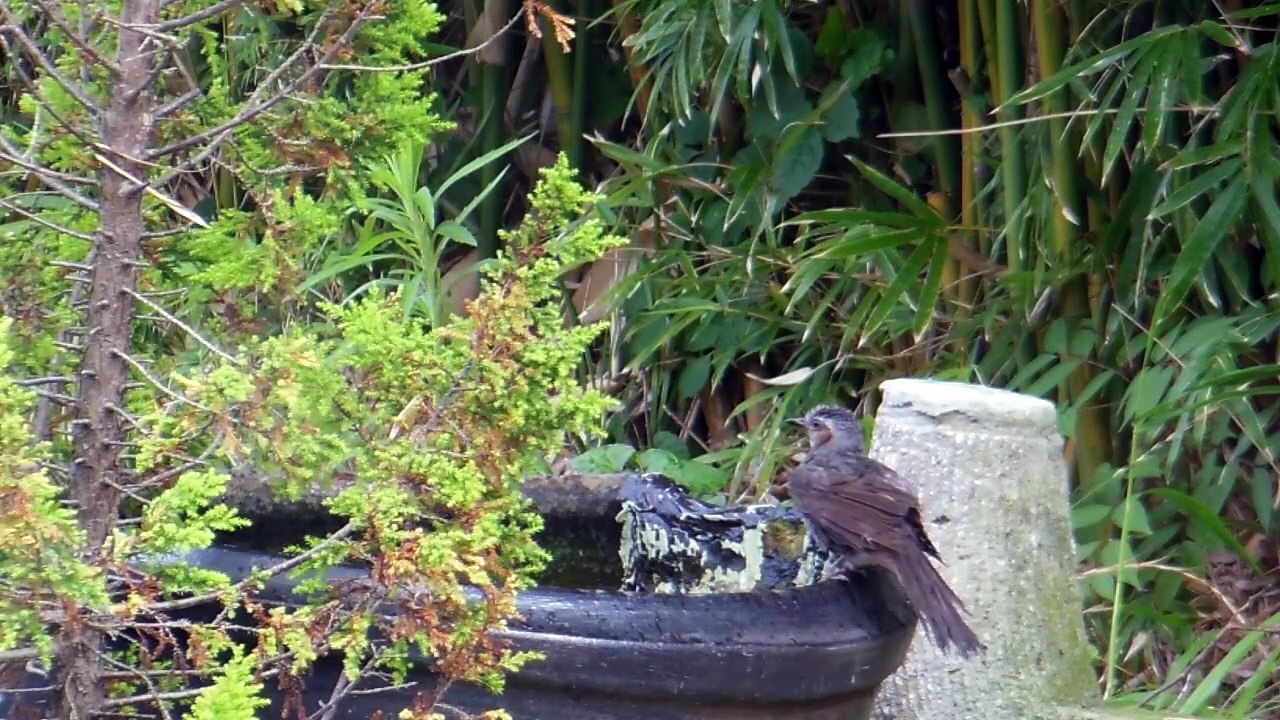 Cooling Off at the Old Japanese Farm House